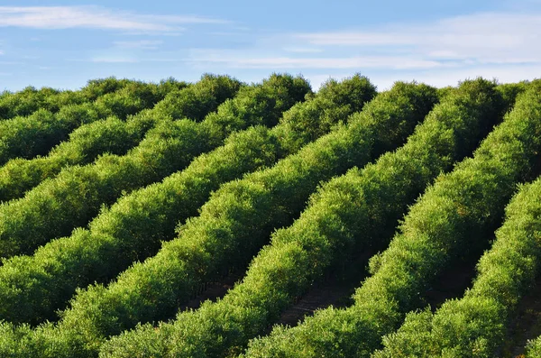 Wiejski krajobraz. Olive grove. Portugalia — Zdjęcie stockowe