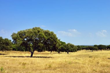 Cork oak trees, Portugal clipart