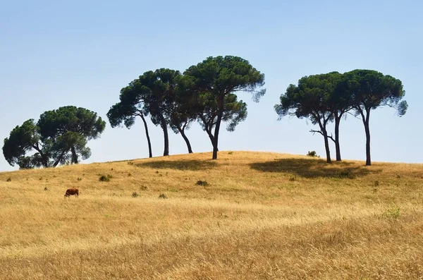 Paisaje rural, Portugal — Foto de Stock
