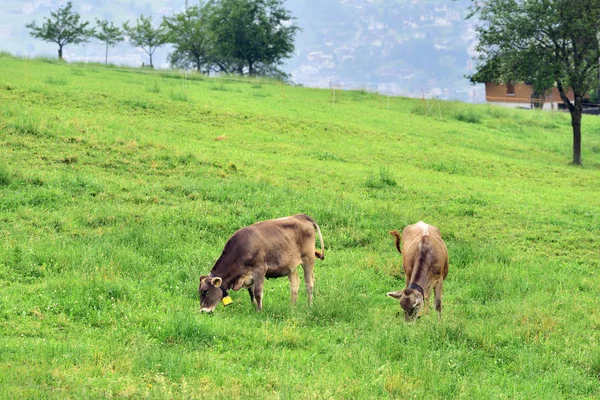 Cows on pasture, Switzerland — Stock Photo, Image