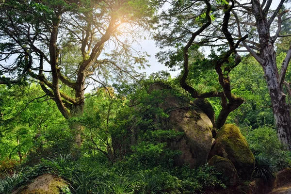 Parque em Sintra, Portugal — Fotografia de Stock