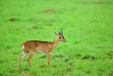 Dik-dik. Murchison Falls Milli Parkı, Uganda