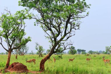 Antilop reedbuck, Uganda, Afrika
