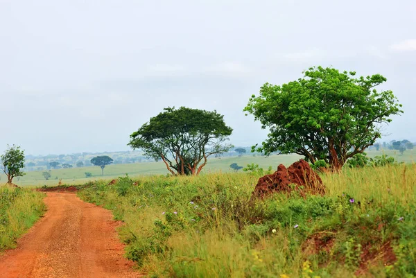 Murchison Falls národní park, Uganda — Stock fotografie