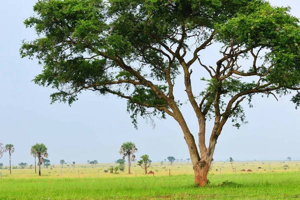 Μέρτσισον πέφτει στο εθνικό πάρκο, Ουγκάντα — Φωτογραφία Αρχείου