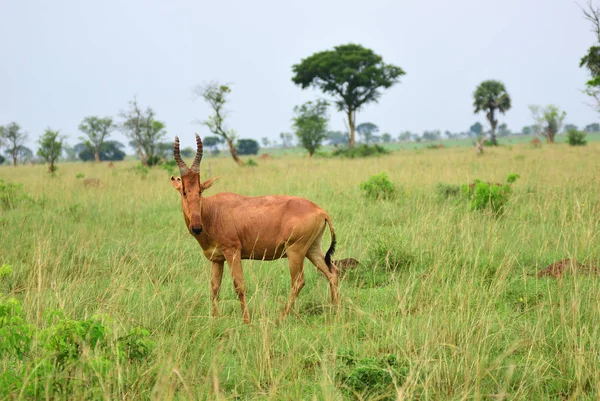 Lelwel Hartebeest Karaca, Uganda — Stok fotoğraf