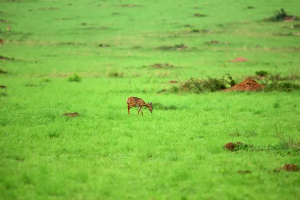 Park narodowy Murchisona, Uganda — Zdjęcie stockowe