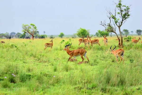 Antilopi cervicapra, Uganda, Africa — Foto Stock