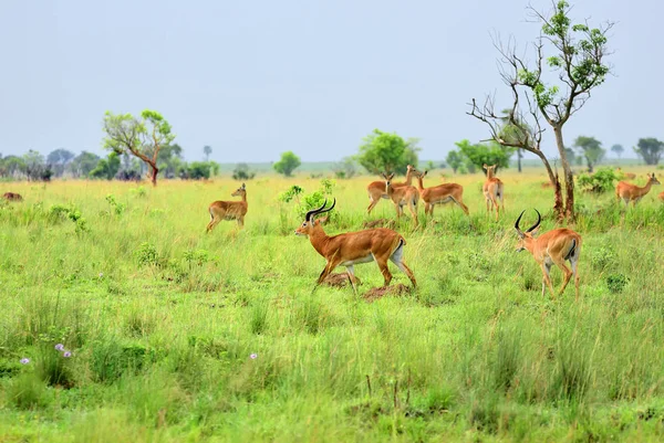 Antilop reedbuck, Uganda, Afrika — Stok fotoğraf