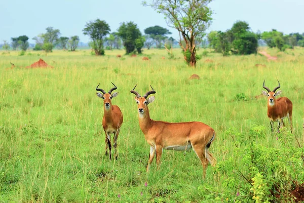 Antelopes reedbuck, Uganda, África — Fotografia de Stock