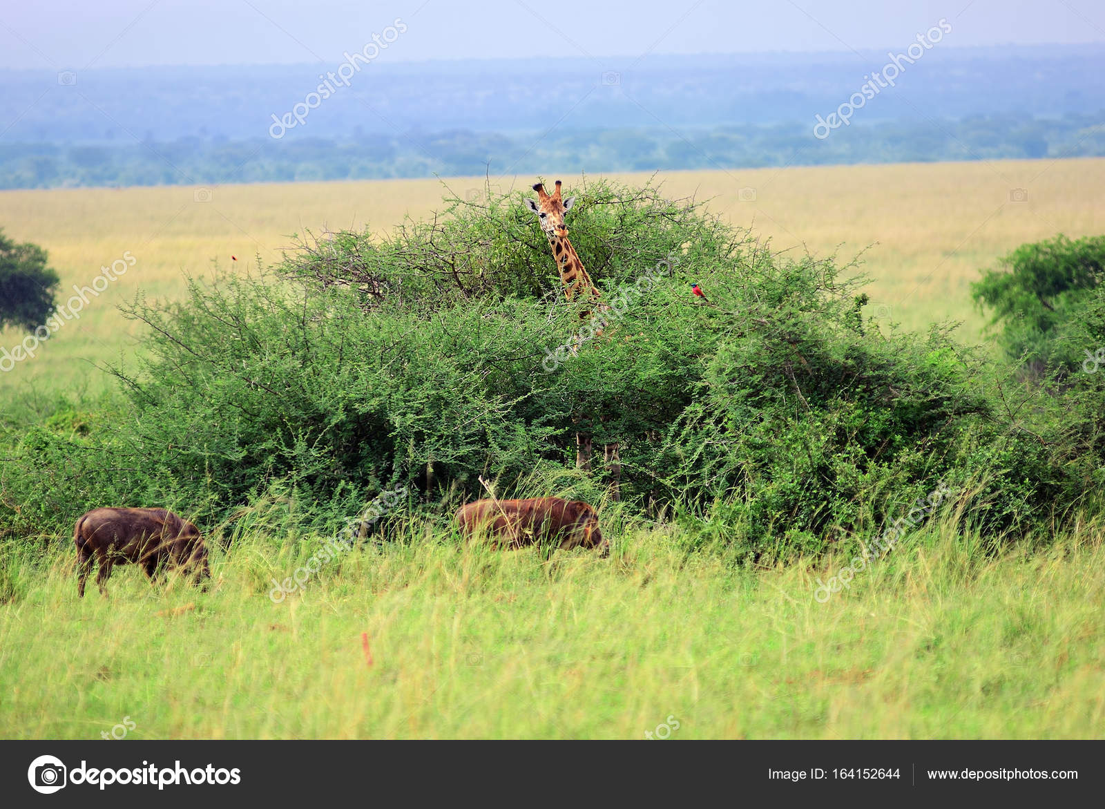 Queen Elizabeth national park at dawn Uganda — Stock Photo © znm666