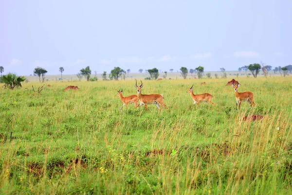 Αντιλόπες reedbuck, Ουγκάντα, Αφρική — Φωτογραφία Αρχείου