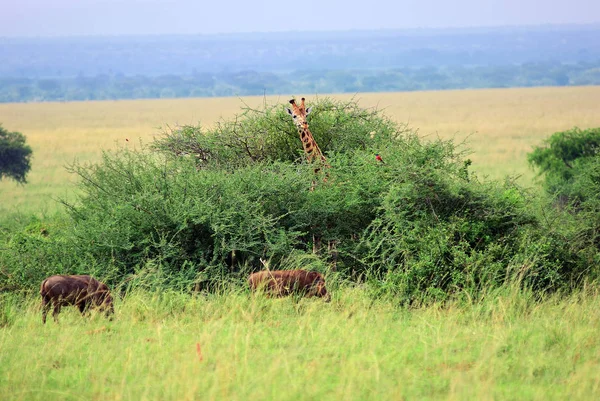 Parque nacional da Rainha Elizabeth ao amanhecer Uganda — Fotografia de Stock