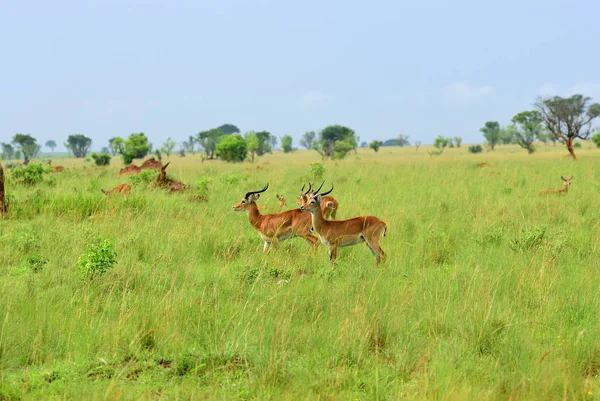 Antilopen reedbuck, Oeganda, Afrika — Stockfoto