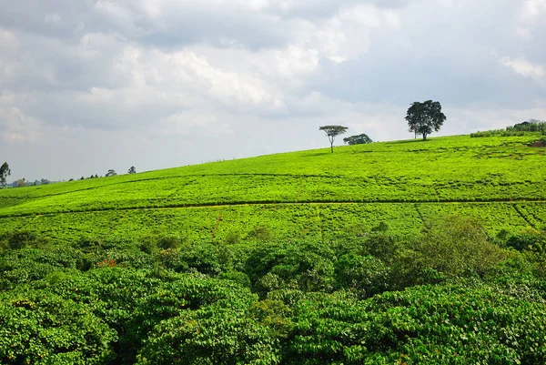 在乌干达的茶叶种植园 — 图库照片