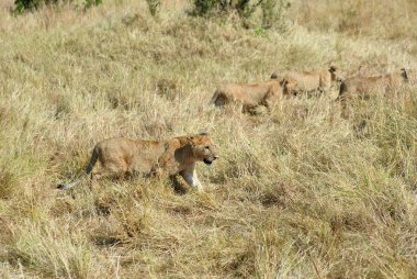 Aslan yavrularını Masai Mara, Kenya