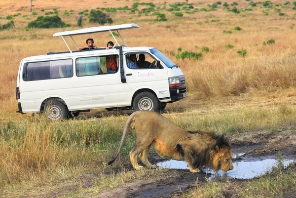 Safari in Masai Mara, Kenya. Touristic car and lion — Stock Photo, Image