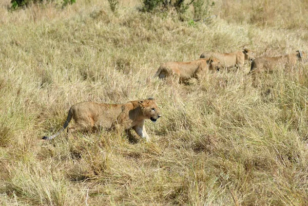 Aslan yavrularını Masai Mara, Kenya