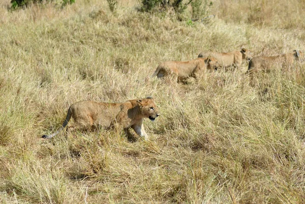 Lvi mláďat v Masai Mara, Keňa — Stock fotografie
