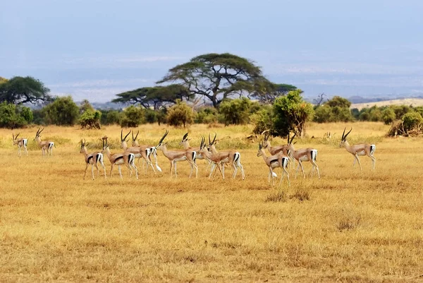 Kenia, dzikość — Zdjęcie stockowe