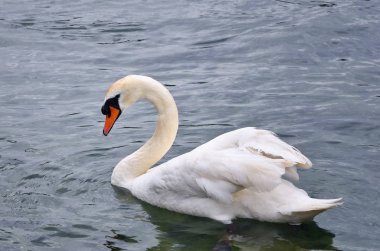 Beyaz Kuğu, İsviçre