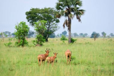Lelwel Hartebeest antelopes, Uganda clipart