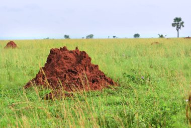 Murchison Milli Parkı peyzaj, Uganda, Afrika düşüyor