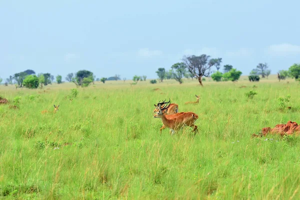 Antelopes reedbuck, Uganda, África — Foto de Stock