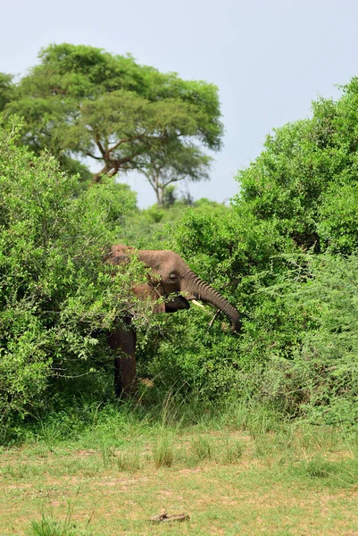 Slon, Uganda, Afrika — Stock fotografie