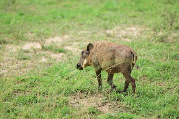 Warthog, Uganda, Africa — Stock Photo, Image