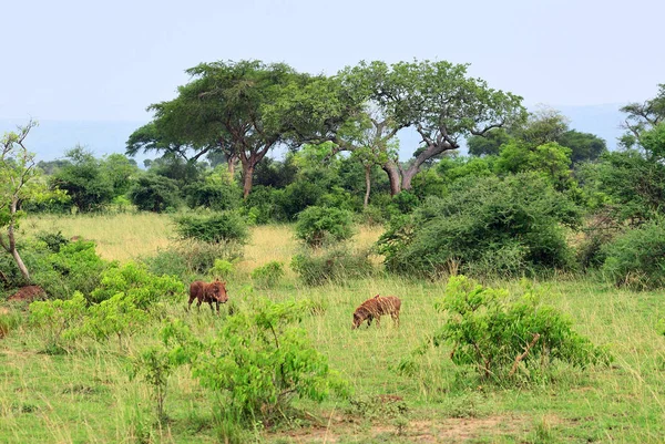 Murchisona park, Uganda, Afryka — Zdjęcie stockowe