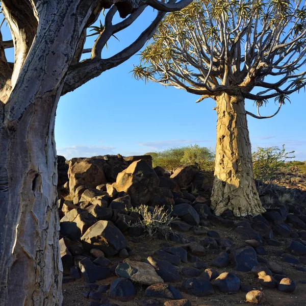 Tiburón Bosque Namibia — Foto de Stock