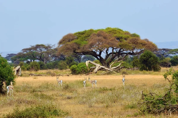 Kenya, hayvan yaban hayatı