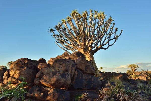 Tegez-fa erdei Namíbia — Stock Fotó