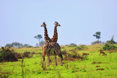 İki zürafa, Uganda