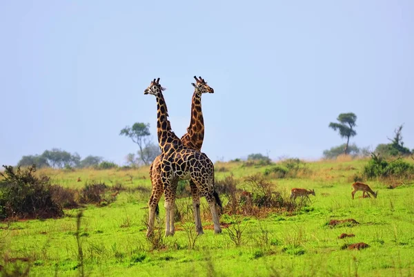 Dwa żyrafy, Uganda — Zdjęcie stockowe