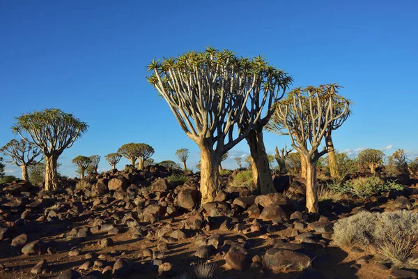 Quiver Tree Forest Namíbia — Fotografia de Stock