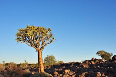 Titreme ağaç orman Namibya 