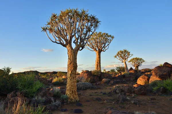 Quiver Tree Forest Namibia — Stock Photo, Image