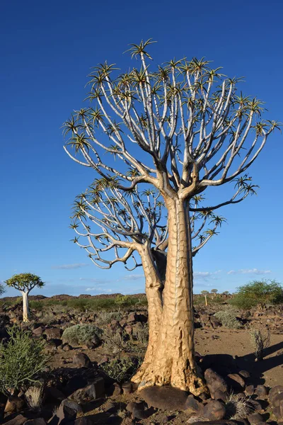 Quiver Tree Forest Namibia - Stock-foto