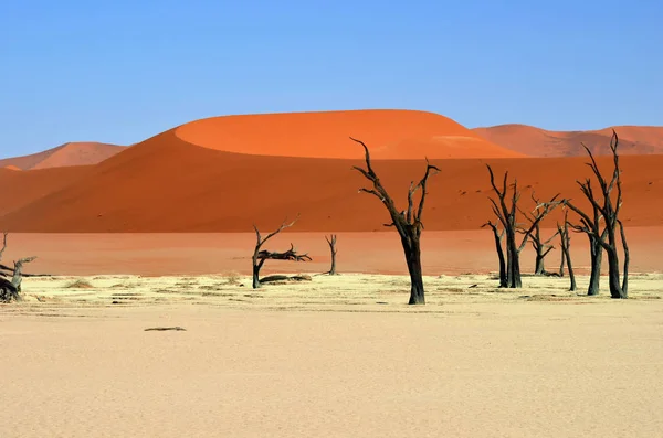 Deadvlei, Sossusvlei. Namib-Naukluft National Park, Namibia — Stock Photo, Image