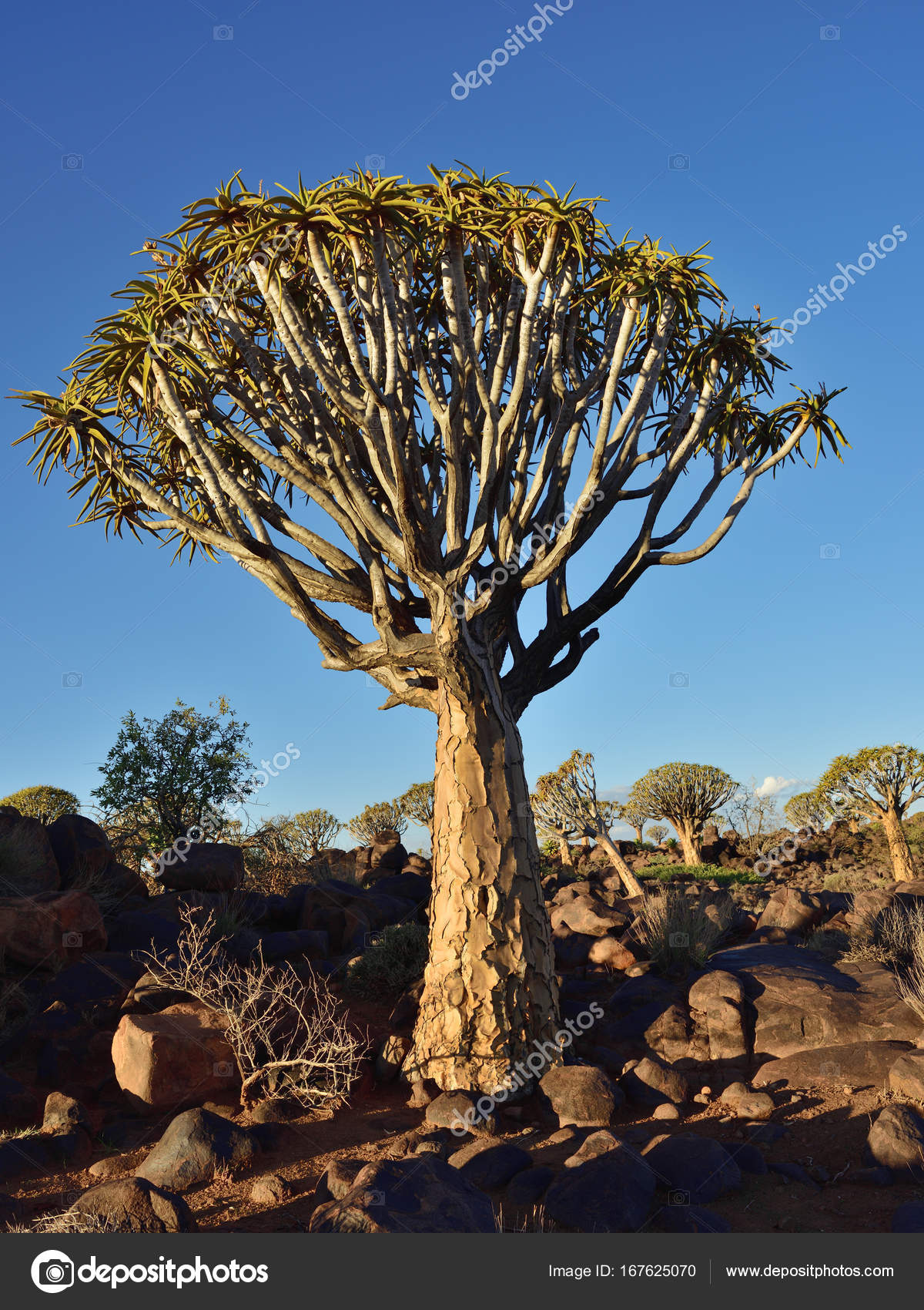 quiver tree forest namibia