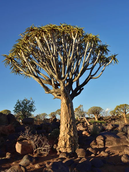 Quiver Tree Forest Namíbia — Fotografia de Stock