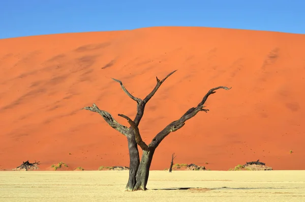 Deadvlei, Sossusvlei. Namib-Naukluft nemzeti parkban, Namíbia — Stock Fotó