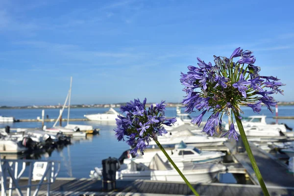 Marina in Costa Nova, Portugal — стокове фото