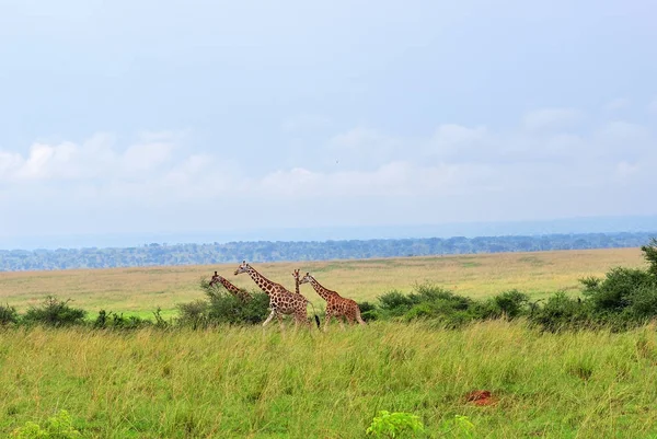 Park narodowy królowej Elżbiety o świcie Uganda — Zdjęcie stockowe