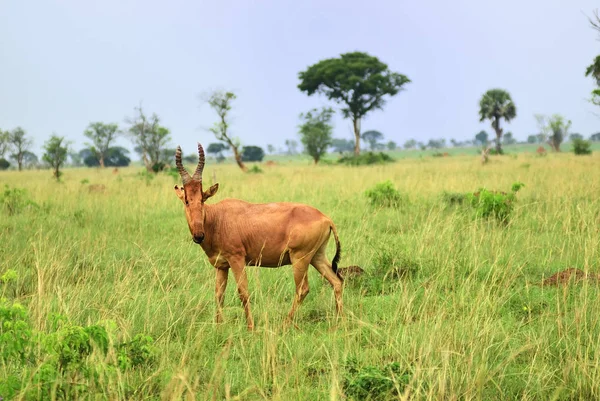 Lelwel Hartebeest antilop, Uganda — Stockfoto
