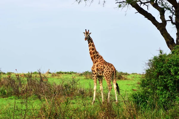 Zürafa savana içinde. Uganda, Afrika — Stok fotoğraf