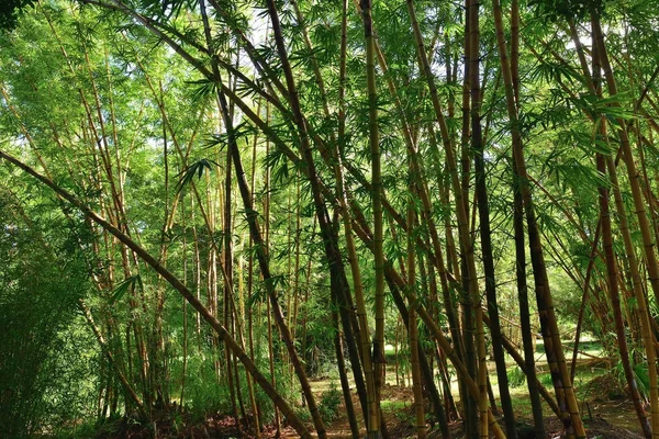 Bambuskog på Mauritius — Stockfoto