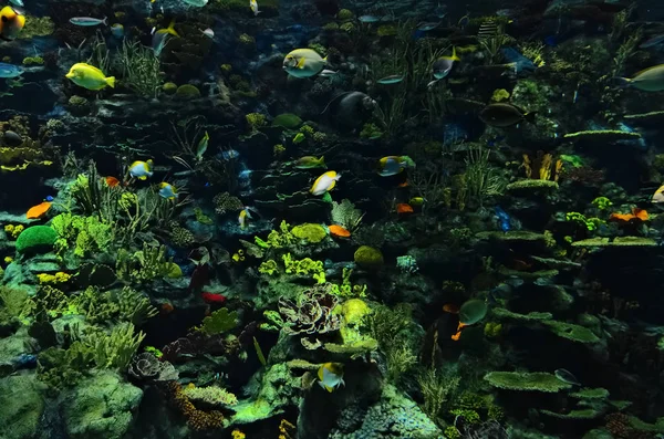 Underwater coral reef — Stock Photo, Image